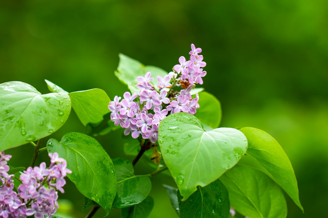 Spring Fragrance Catalogue